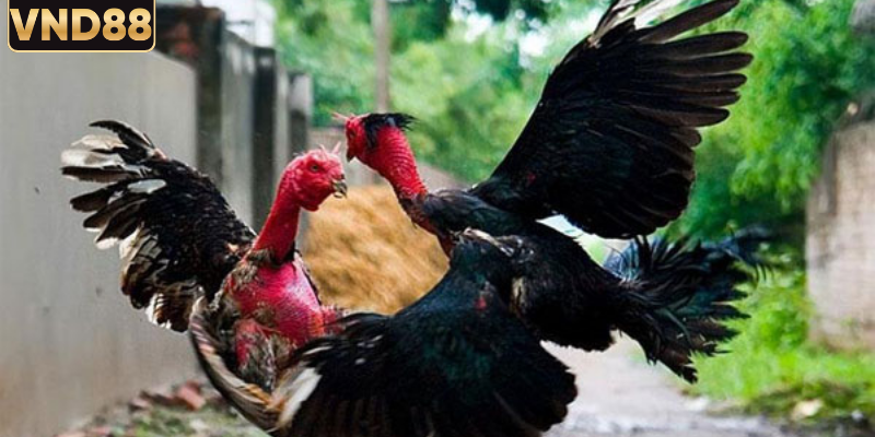 Tìm hiểu chi tiết về hình thức đá gà trực tuyến