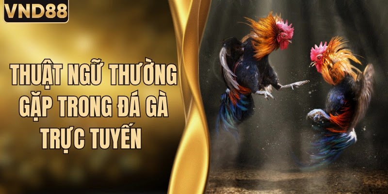 Thuật Ngữ Thường Gặp Trong Đá Gà Trực Tuyến VND88 2026 9 Thuật Ngữ Thường Gặp Trong Đá Gà Trực Tuyến VND88 2026