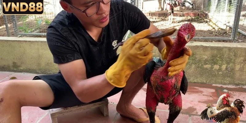 Thuật Ngữ Thường Gặp Trong Đá Gà Trực Tuyến VND88 2026 2 Khái niệm thuật ngữ thường gặp trong đá gà trực tuyến