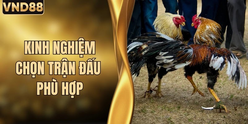 VND88 Giải Thích Volatility Ảnh Hưởng Ra Sao Khi Chơi Slot? 8 Kinh Nghiệm Chọn Trận Đấu Phù Hợp Khi Chơi Đá Gà Chuẩn Nhất
