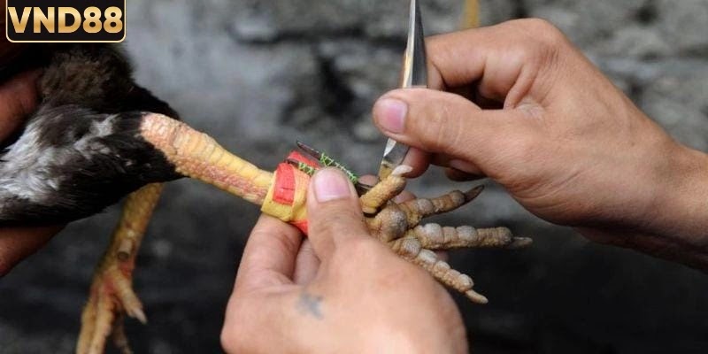 Kinh Nghiệm Chọn Trận Đấu Phù Hợp Khi Chơi Đá Gà Chuẩn Nhất 2 Giới thiệu kinh nghiệm chọn trận đấu phù hợp