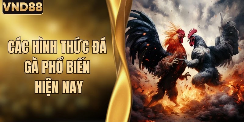 Vnd88 Chia Sẻ Top Các Hình Thức Đá Gà Phổ Biến Hiện Nay 2 Vnd88 Chia Sẻ Top Các Hình Thức Đá Gà Phổ Biến Hiện Nay