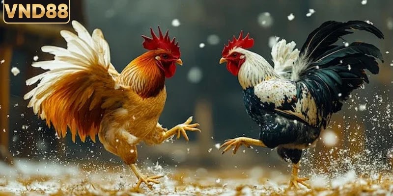 Hiểu rõ các hình thức đá gà phổ biến nhất hiện nay