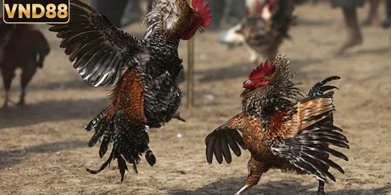 Những tiêu điểm ảnh hưởng đến kết quả thi đấu