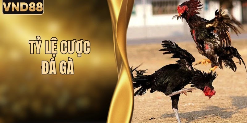 Cách Xem Tỷ Tỷ Lệ Cược Đá Gà Live Chuẩn Xác Nhất 2026 1 Cách Xem Tỷ Tỷ Lệ Cược Đá Gà Live Chuẩn Xác Nhất 2026